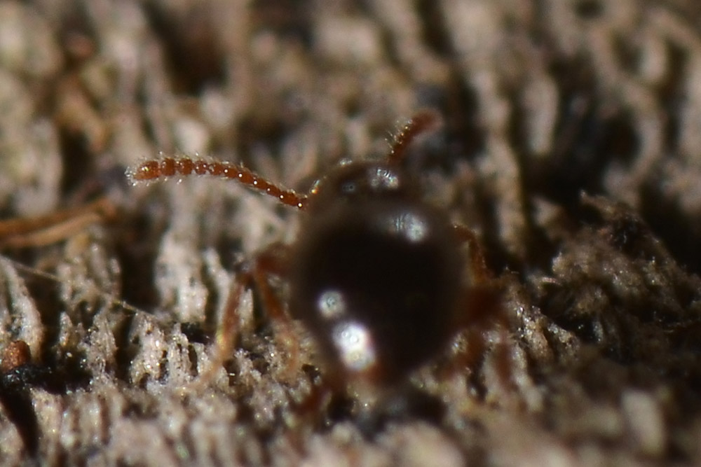 Minuscolo Scydmaenidae